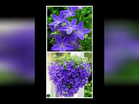 Kusum De Silva Jayakody 💚Mellow Creations💚@kumdesj#beautiful flowers 🌺☘️🌸💮🍁🌷💗 #lover of nature