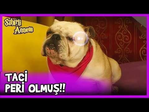 Taci'nin Peri Olduğu Ortaya Çıktı! - Sihirli Annem 58. Bölüm