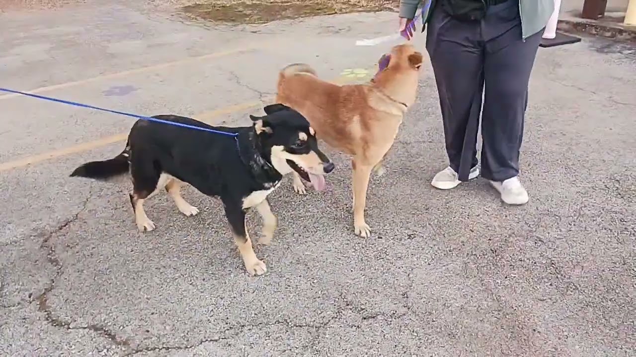 Enlarge Carmela - 1 1/2 YO Female Carolina Dog/Kelpie mix - dog friendly, spayed, friendly, a ADOPTABLE mixed breed in Austin, TX video 6/6
