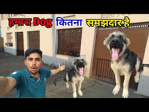 Dog कितना समझदार है ? || गाँव के लोग की Life | Pahadi Lifestyle Vlog