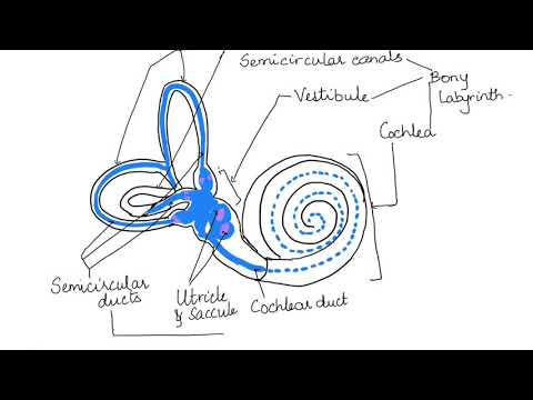 DETAILS OF INNER EAR: HUMAN PHYSIOLOGY: CH- 12 ISC/CBSE -11
