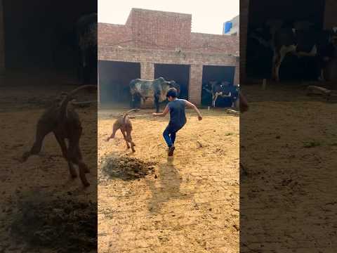 Bull out of control #cow #bakraeid #cowvideos #trending #animals #animalshorts #bulllovers #bull