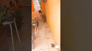 #cleantok #clean #asmrdelimpeza #asmr #limpeza