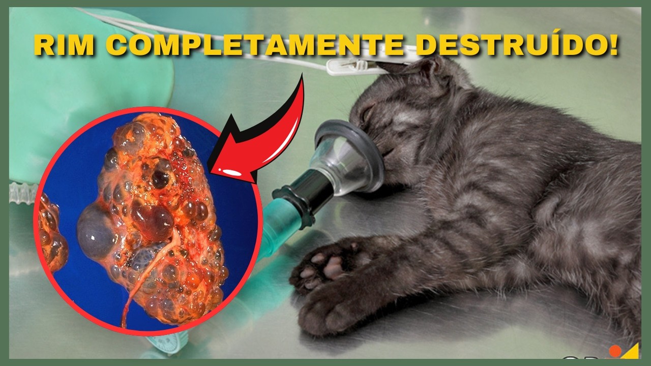 VEGETAIS MÁGICOS! DÊ E ADICIONE ESSES VEGETAIS! Opções de Vegetais para Doença Renal em Cães e Gatos