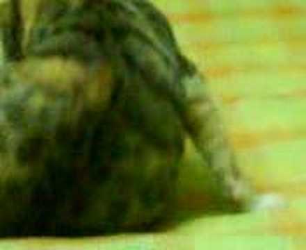 Smokey n Labour Pain