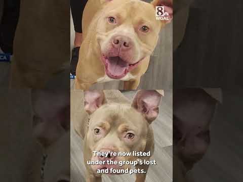 Dogs found tied to tree