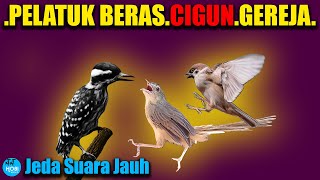Download lagu MASTER Pelatuk beras Cigun Gereja Jeda Suara Jauh mp3