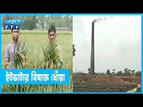 ইটভাটার বিষাক্ত ধোঁয়ায় ক্ষতি হচ্ছে ৪০০ বিঘা জমি