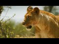 Lionness Vs Warthog Serengeti Mon Fri At 9 PM Sony BBC Earth