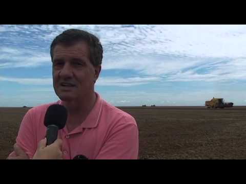 Campo Novo do Parecis inicia colheita de soja e plantio de milho pipoca 