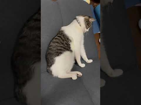 Cute napping cat stretches after nap is interrupted by pets