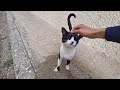 Cute And Smart Tuxedo Cat Knows I Have Food For Him And Runs Towards It Eagerly