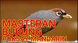 Download lagu MASTERAN BURUNG POKSAY MANDARIN mp3