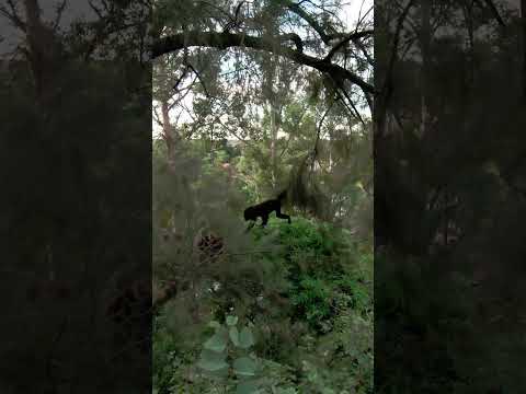 Monos en la plaza del pueblo #animals #formosa #drone #monos #carayá #fpv #historia