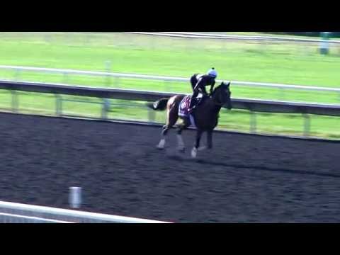 2015 American St  Leger Thursday Update