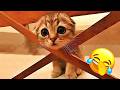 Funniest Cats and Dogs of The Year 2025😼🐶You Won’t Stop Laughing😜 DEFAULT Thumbnail
