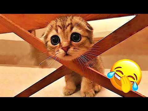 Funniest Cats and Dogs of The Year 2025😼🐶You Won’t Stop Laughing😜