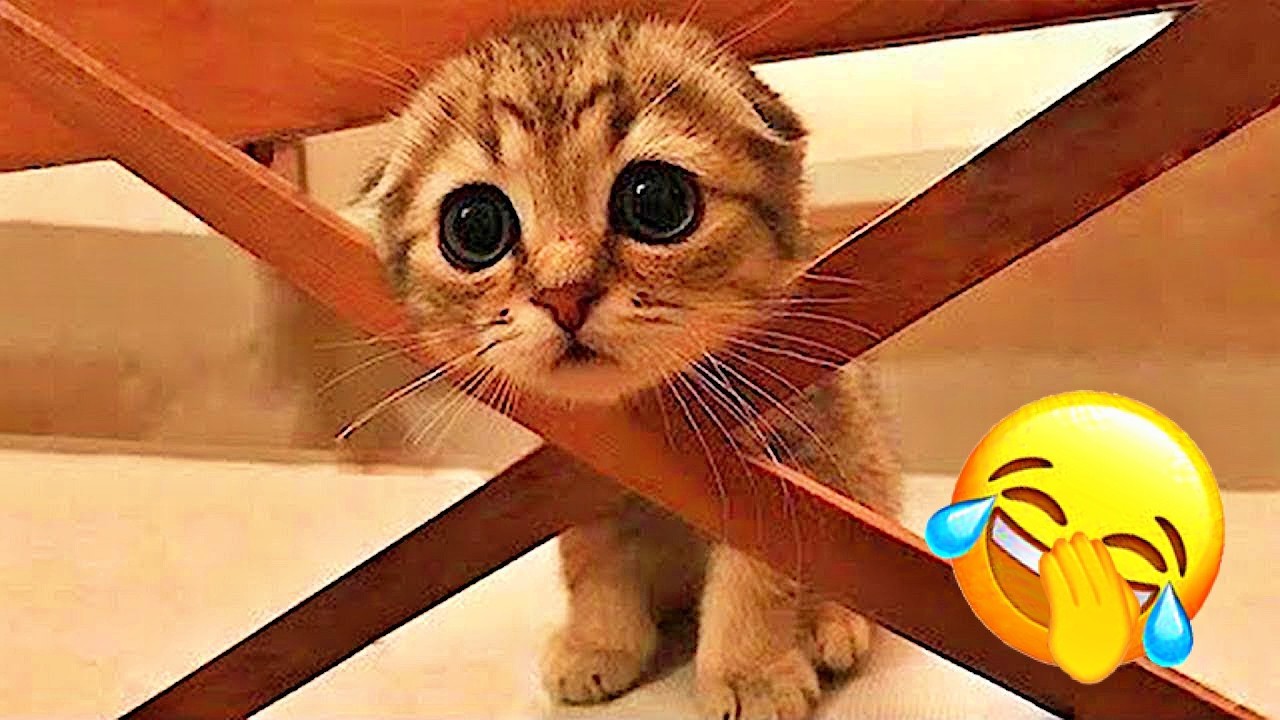 Funniest Cats and Dogs of The Year 2025😼🐶You Won’t Stop Laughing😜