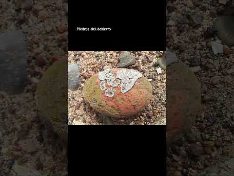 PIEDRAS EN EL DESIERTO DE ATACAMA #copiapó