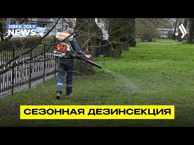 Лето без насекомых: началась масштабная обработка территорий
