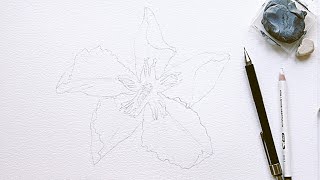 how to sketch without tracing the drawing: oleander flower