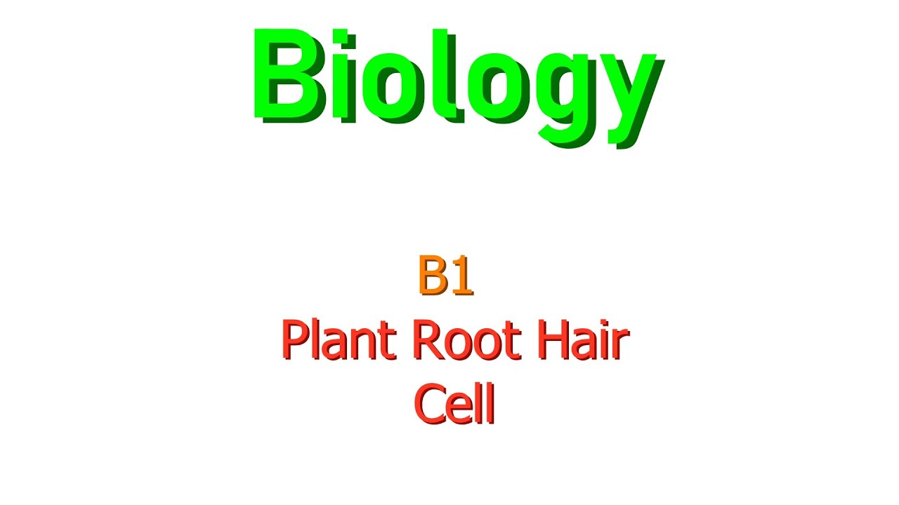 B1. Root Hair Cell