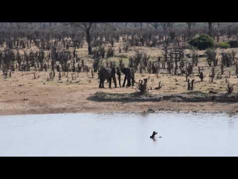 15102017 Masuma Dam two elephants and one hippo