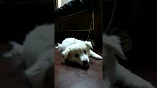 German Spitz (Mittel) Puppies Videos