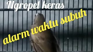 Download lagu Burung Trucukan Alarm Pada Waktu Fajar Subuh Cocok Buat Masteran Trucukan Anda Biar Cepat Gacor mp3