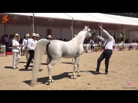 N 111 WORTEX KALLISTE   2020 Menton Mediterranean and Arab Countries Arabian Horse Championship   4