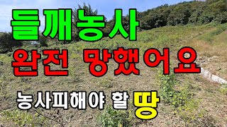들깨농사 망했어요 농사 이런땅은 피하세요 들깨수확시기