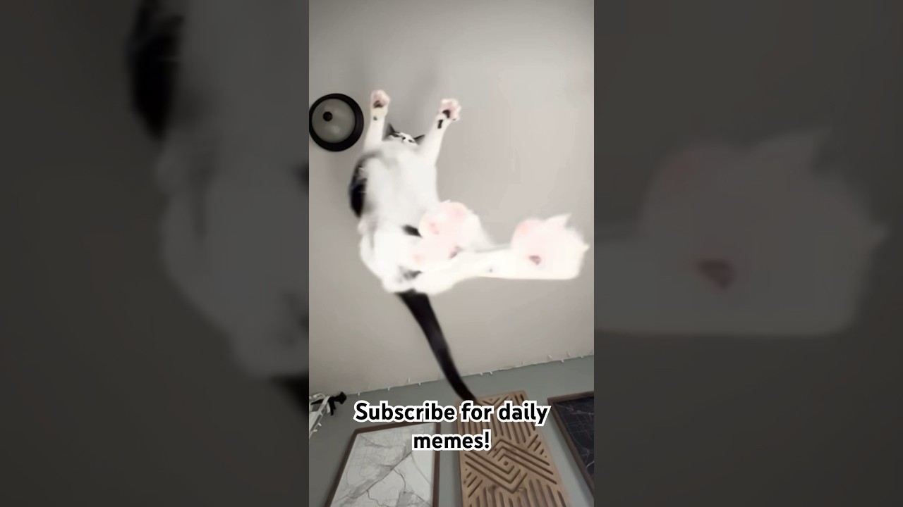 #repost #dailymemes #dailyshorts #dailylaughs #memes #memesdaily #memepage #live #laugh #love #life