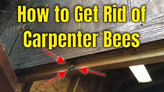 How to get Rid of Carpenter Bees Quickly without Bee Traps
