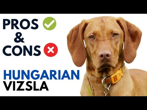 Vizsla Dog Pros and Cons | Hungarian Vizsla Dog Advantages and Disadvantages