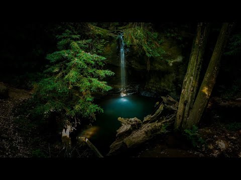 Ancient Rainforest Sound Journey | Organic Chillout | Ambient | Sound Healing