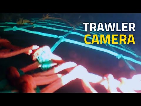 Underwater Video: See Fish Escape Trawler Gear with CatchCam
