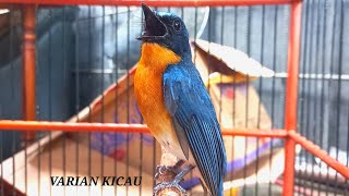 Download lagu PANCINGAN TLEDEKAN GUNUNG GACOR,BESETAN KEREN ,SUARA PLONG ,NYENTAK FIGHTER mp3