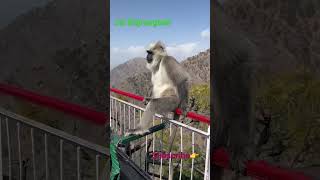 Download lagu LIVE || Maa Vaishno Devi Bhawan || माता वैष्णो देवी Bhawan #jaimaavaishnodevi #viral #viralvideo mp3 Download lagu LIVE || Maa Vaishno Devi Bhawan || माता वैष्णो देवी Bhawan #jaimaavaishnodevi #viral #viralvideo mp3