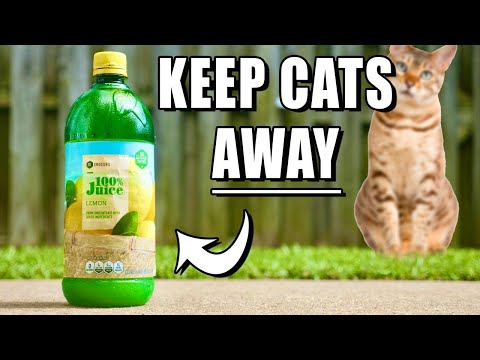 How To Keep Cats Out Of Your Yard, Out Of Flower Beds, and Away From Plants