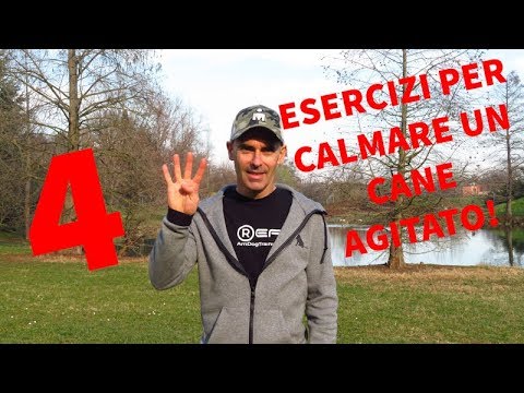 4 exercises to calm an agitated dog