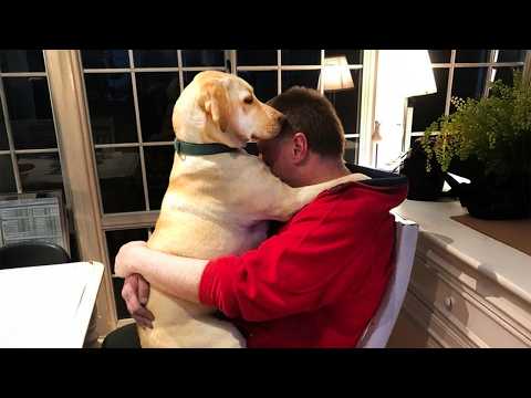 40 MINUTOS DE PERROS DEMOSTRANDO AMOR A SUS DUEÑOS 🤣🐶