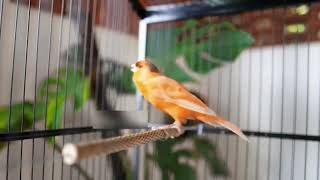 Download lagu Rahasia Peluit Burung Kenari yang Berfungsi Seketika untuk Meniru Suara Burung Terungkap! mp3