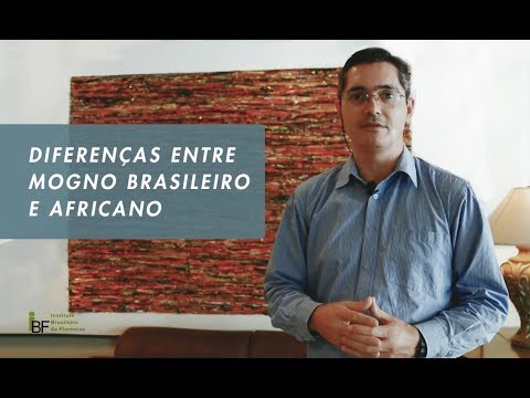 Diferenças entre mogno brasileiro e mogno africano