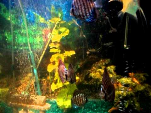 my discus tank , 125 gallons , tetras, angels , as well update :) ,fish, aquarium ,