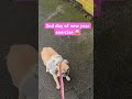 2nd Day Of New Years Exercise Pug Life Pug