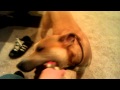 Sadie Farts