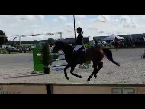 8y. gelding / Wallach v. Stolzenberg - Erfolgreich bis 1,40m