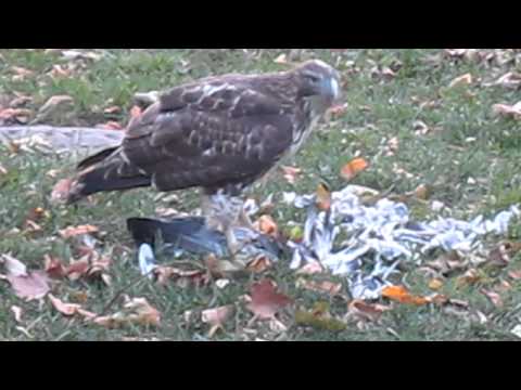 New York City Hawk