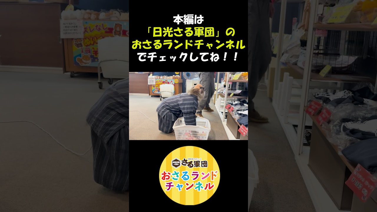 【おさる家】カゴの中身を…　 #おさるランド&アニタウン #おさるランド #日光さる軍団 #おさる家 #ドラマ #サル #ニホンザル #さる #monkey
