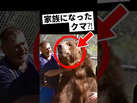 【涙腺崩壊】家族になった熊